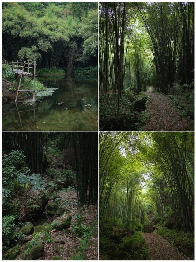 成都1h｜小众免费值得N刷的亲子徒步路线，开始捡秋啦！