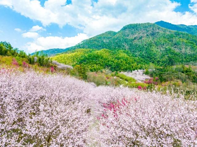 门票不限量免费送！明月山花海原居2月1日开园，解锁樱花美景+免票攻略+玩法指南！