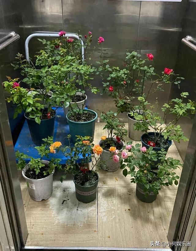太心酸！湖南一小伙被裁员，无奈清理养在公司的花，一拖车没拉完