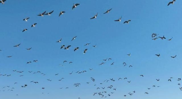 【支援合作 共谋发展】氛围感拉满！扎赉特旗图牧吉秋日湿地，百鸟翩跹入画来~