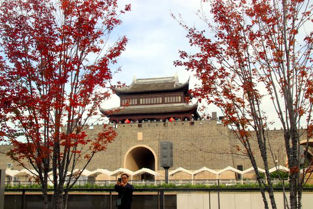 江苏苏州：初冬叶绯红，游客醉美景
