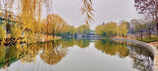 冬意盎然！锦阳河畔垂柳披“金”，绘成冬日美丽画卷！