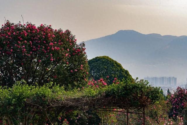免费打卡！腾冲千株茶花绽放迎春，藏尽初春温柔