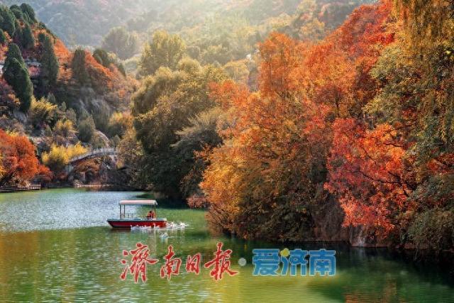 济南红叶谷：万山红遍层林尽染，秋日胜景醉游人