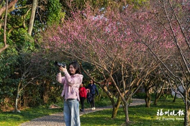 鼓山梅里数千株梅花绽放