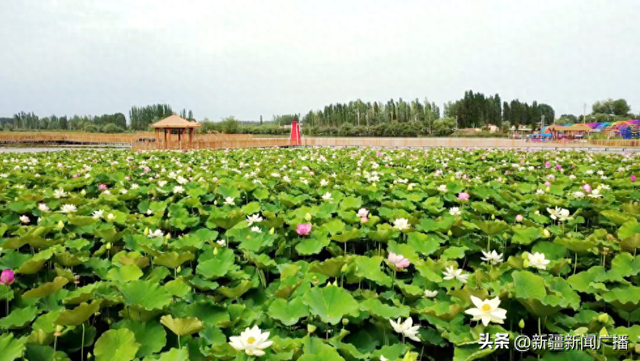 拜城：守护生态底色，铺就旅游富路