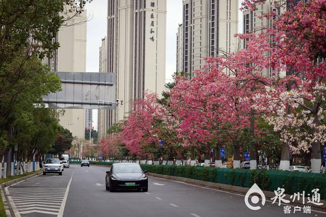 如云似霞！异木棉为道路披上浪漫“粉装”