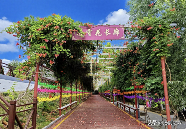 汤阴韩庄：凌霄织夏 花意盈村
