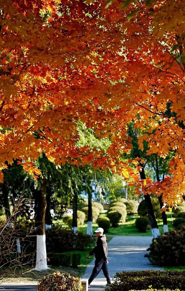 沈阳这些地方太美了!赏秋倒计时,错过等一年!