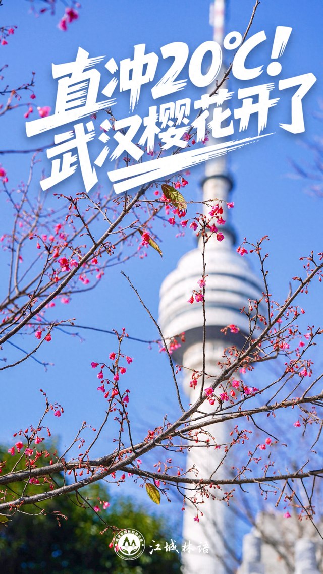 直冲20℃！武汉樱花开了
