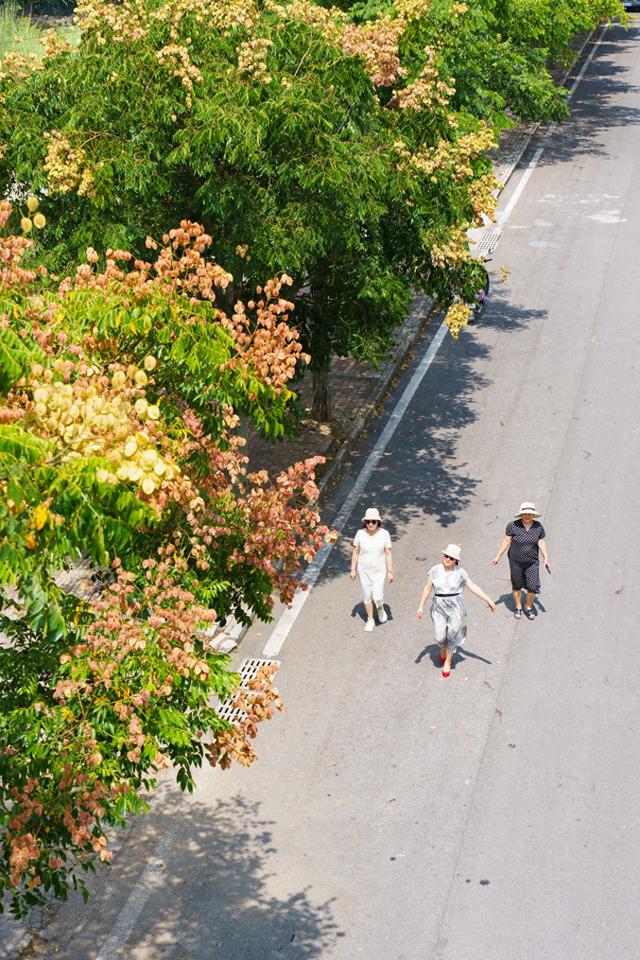 安顺：栾树花开成网红打卡点 秋意渐浓美景如画