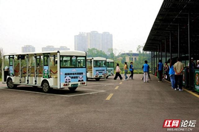 打卡岳阳熊猫苑：赶山路口前的喧响与向往