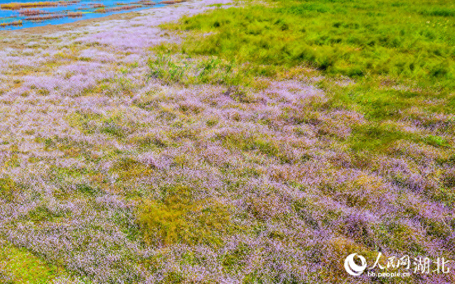武汉桐湖：红蓼花开映碧水