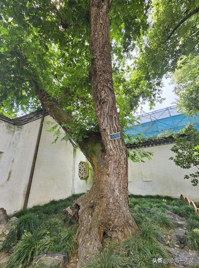 苏州沧浪亭的古树，守护与守候，等待与等你，最古老醉优美的园林
