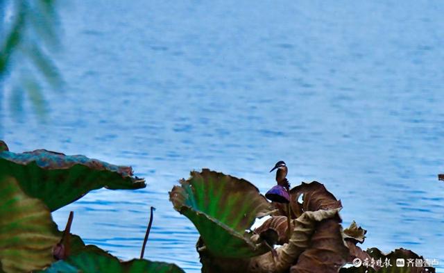 初冬时节，明湖美景
