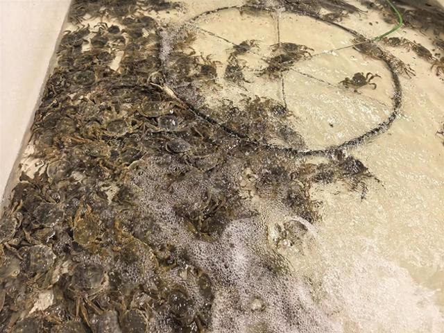 大闸蟹在什么季节吃最好吃（加长版秋天带来晚熟螃蟹）