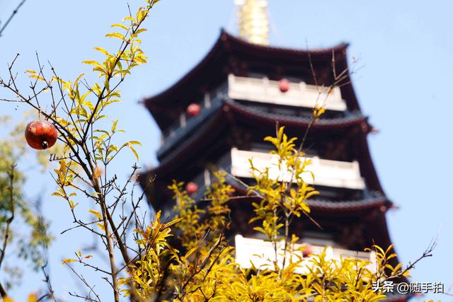 上海：120多年前从古桥石缝中“钻出”的石榴树如今硕果挂枝头