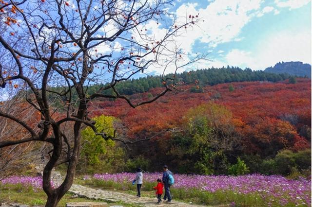 错峰出游，临朐这三程山野里的秋也很美