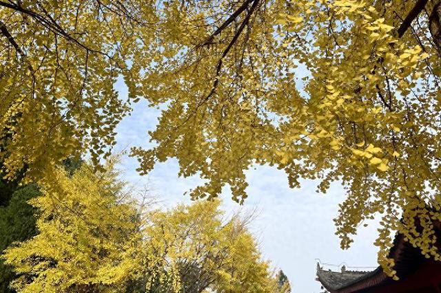 银杏披“金甲”！西安化羊庙美景如画