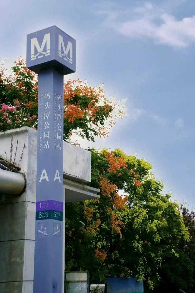栾树花开，这些地铁口是绝美机位！