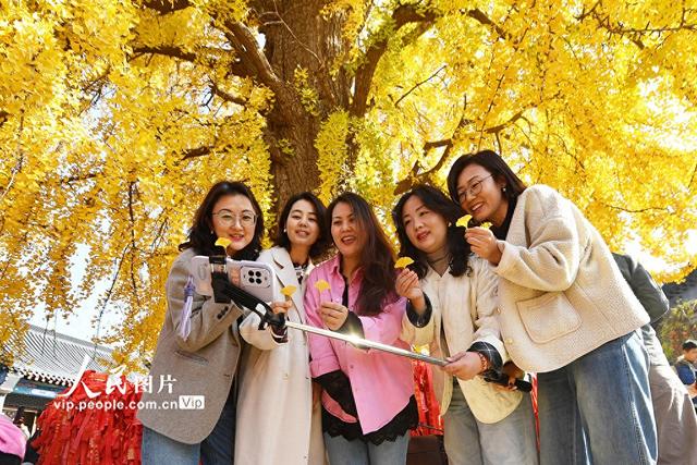 山东青岛：千年古银杏树引客来