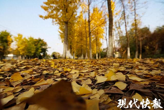 满城尽带“黄金甲”！盐城“网红”银杏长廊进入最佳观赏期