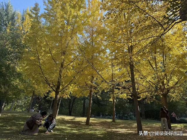 满城尽染“黄金甲”！石家庄公园银杏进入最佳观赏期