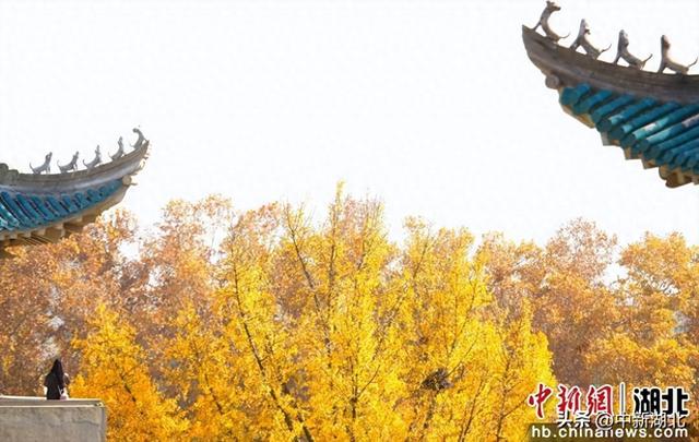 组图：武汉大学校园即景