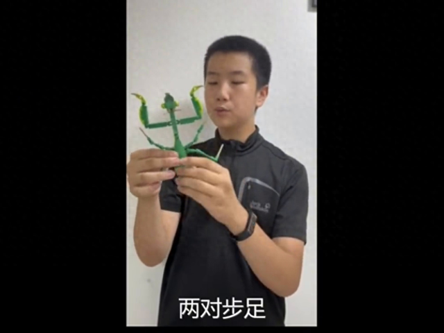 螳螂怎么分辨公母（一起来认识下螳螂的身体构造）