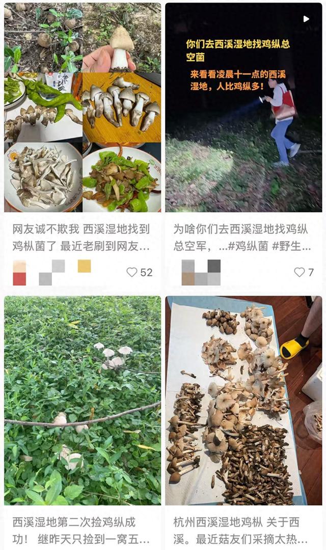 “深夜采菌人”涌去西溪湿地，景区多平台发出公告：严禁采摘