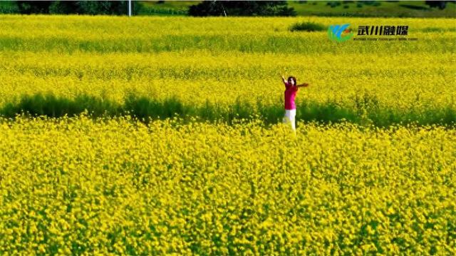 诗画武川丨邂逅一场金色的夏日浪漫