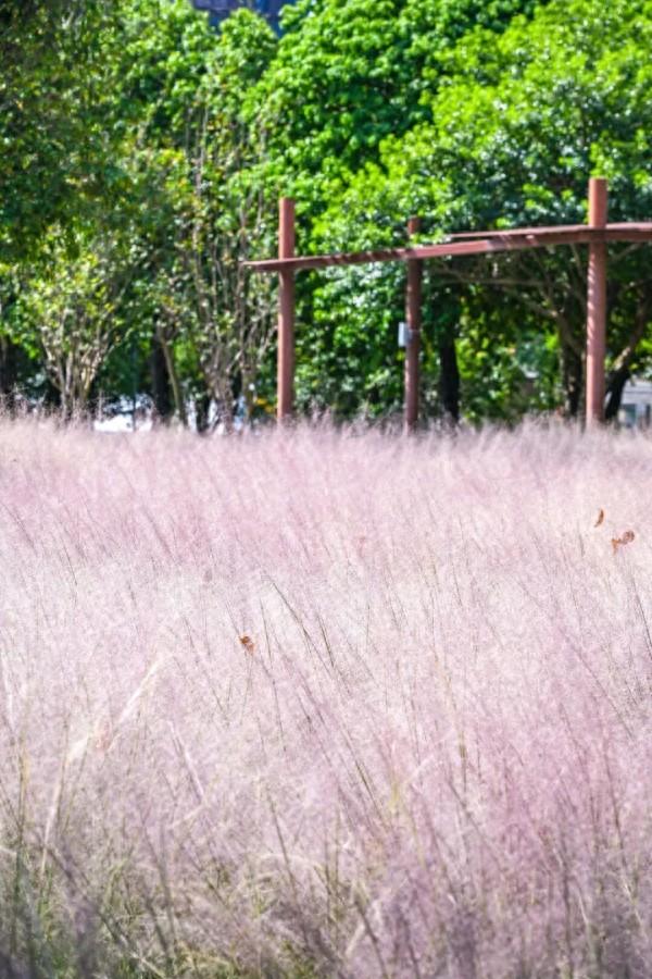 成片粉黛乱子草花海梦幻上线！这些公园火了！