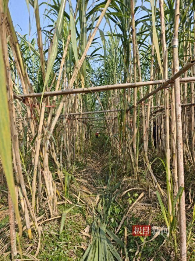 成都女子驱车百公里到眉山体验“偷甘蔗”，不过瘾又改当NPC抓人：不为吃甘蔗，只想体验童年快乐