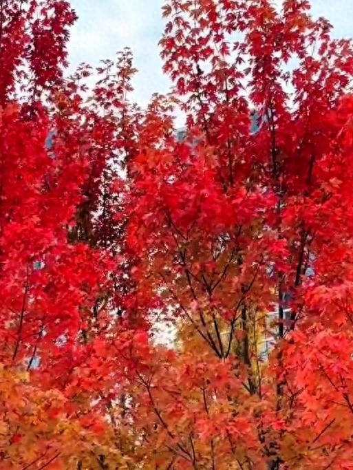 武汉江城大美沙湖红叶之约