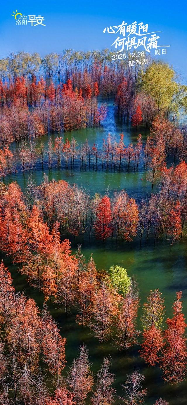 洛阳·早安|心有暖阳 何惧风霜