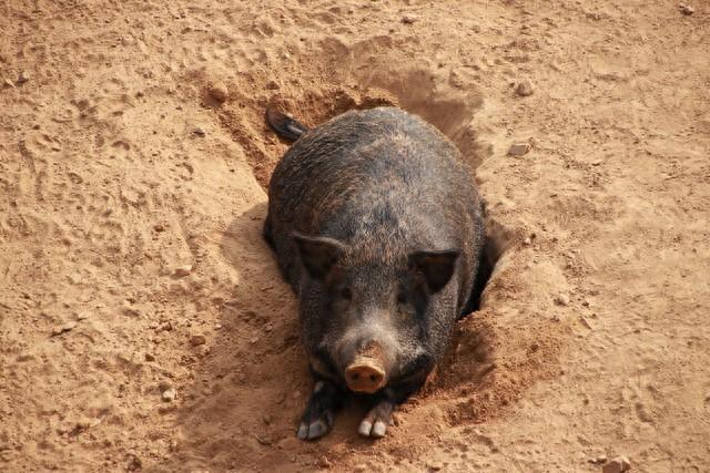 属猪注意，这月下旬家里有大喜临门，躲不过的4喜	，再忙也得看看