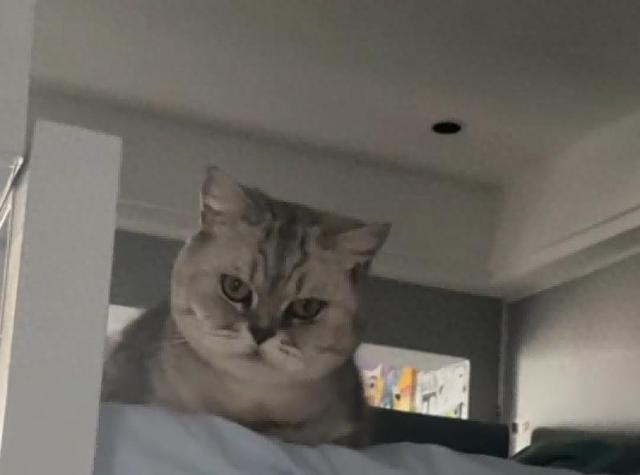 爸爸教猫爬梯子上床，结果第二天看到…网友：这猫是人教版的！