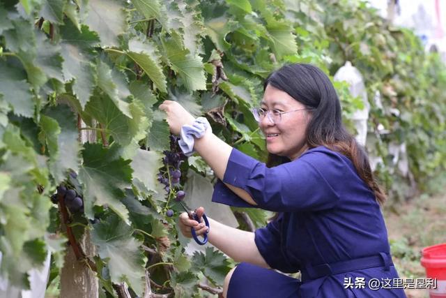 当葡萄遇见音乐与汽车——郝家镇第十九届葡萄文化旅游采摘节玩出“新花样”