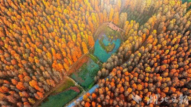 京山：太子山秋冬美景 成片红杉如画卷