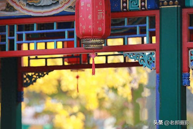 当古建红 遇上银杏黄，是深秋最动人的调色盘