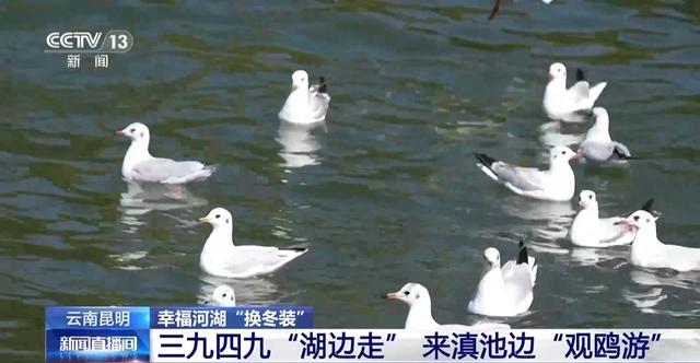 有一种生活叫云南 冬日滇池邀你来一场“观鸥游”