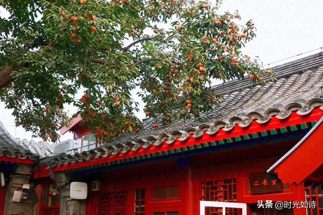北京这院子火了!满树红柿抢着看,藏着老舍的浪漫