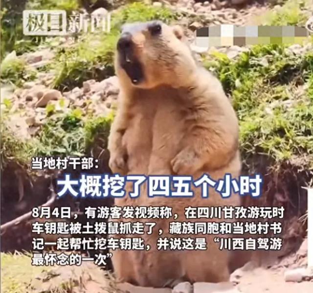 川西土拨鼠偷走游客车钥匙