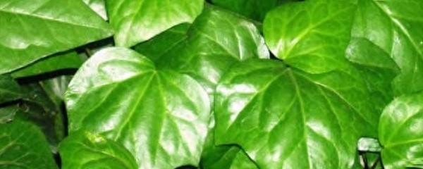 常青藤植物如何养常青藤植物怎么养（常春藤的养殖方法和注意事项）