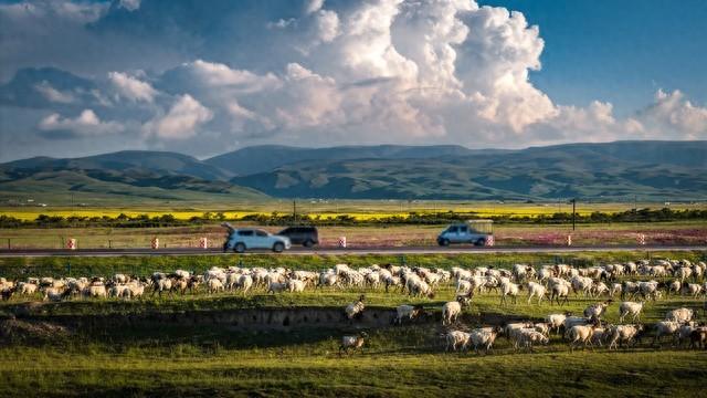 自驾游遇羊群，边牧首次体验牧羊，