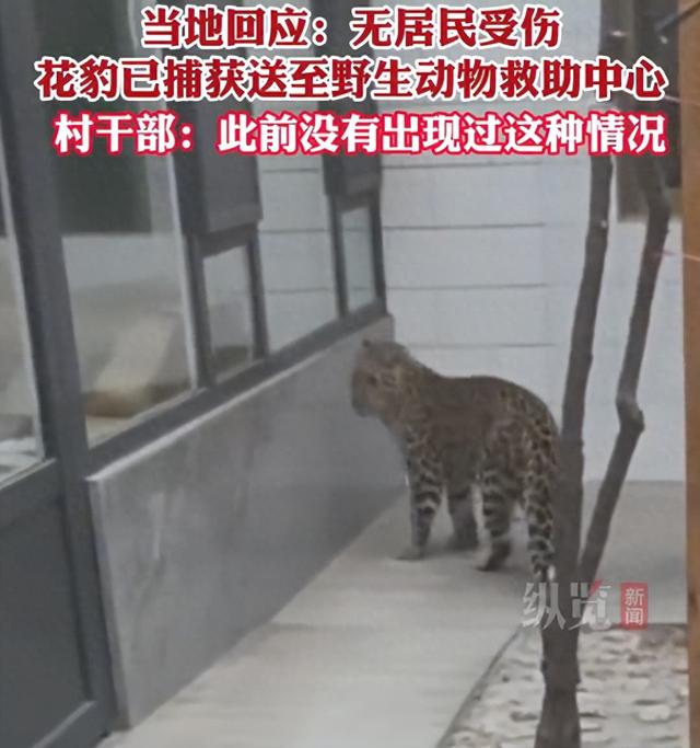 山西一村民早上上厕所发现院里有野生豹，当地回应