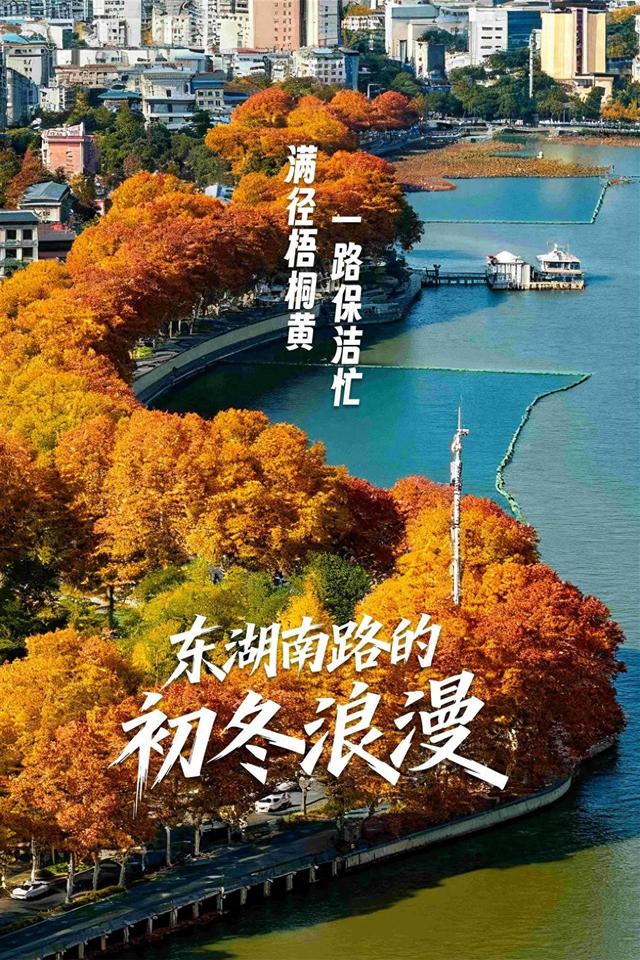 东湖南路上演初冬的浪漫：满径梧桐黄，一路保洁忙
