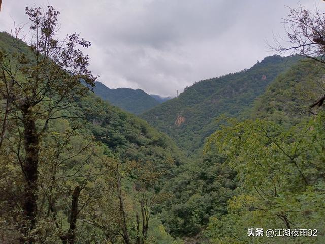 西峡二郎坪古庙遗址上发现几块古碑和千年银杏，见证了往昔的辉煌