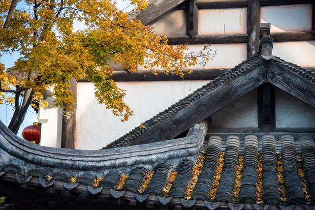 初冬古城｜听落叶飘落，才算读懂它的温柔