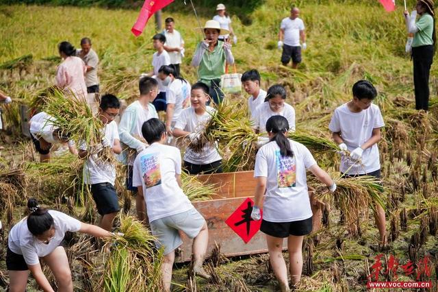 “耕读紫鹊界”亲子研学：看大美梯田，学收割水稻，练梅山武术